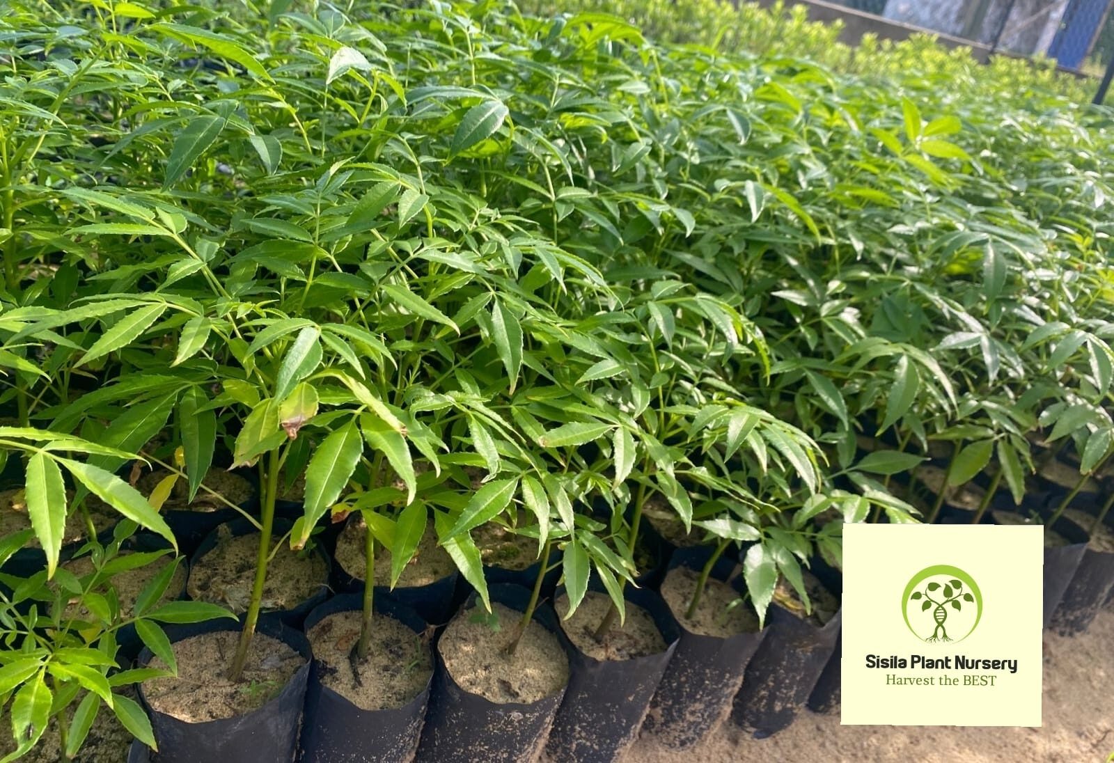 289333434_340144888323917_1259913597985982508_n